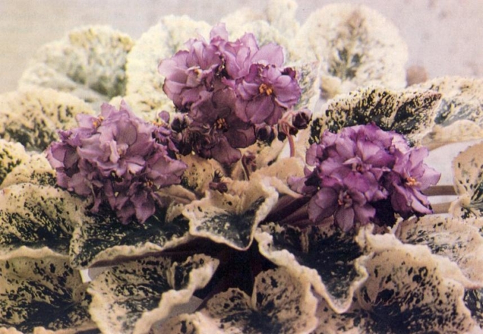Shannon Renee (S. Whitaker) Double purple/darker tips. Variegated, pointed, scalloped. Standard