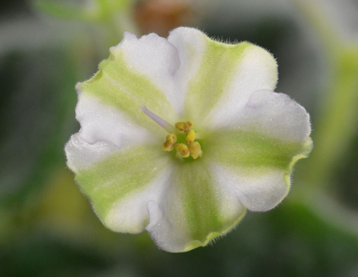 Shimai 02/17/2012 (D. Landek) Single chimera white sticktite star/green stripe, variable thin purple edge. Medium green, quilted. Standard