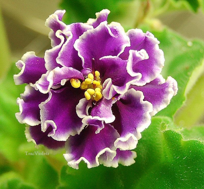 Shimmering Sunshine (B. Donsworth) Semidouble fuchsia star/white-green frilled edge. Medium green, quilted. Standard