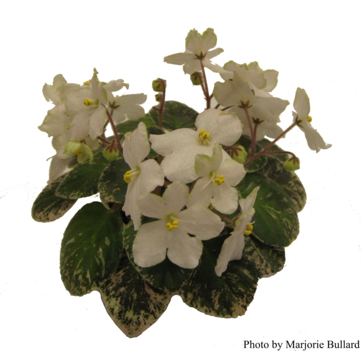 Shirl&#039;s Happy Tears 12/24/2002 (S. Sanders) Single white sticktite pansy/variable green edge. Variegated dark green, white and pink, plain. Semiminiature