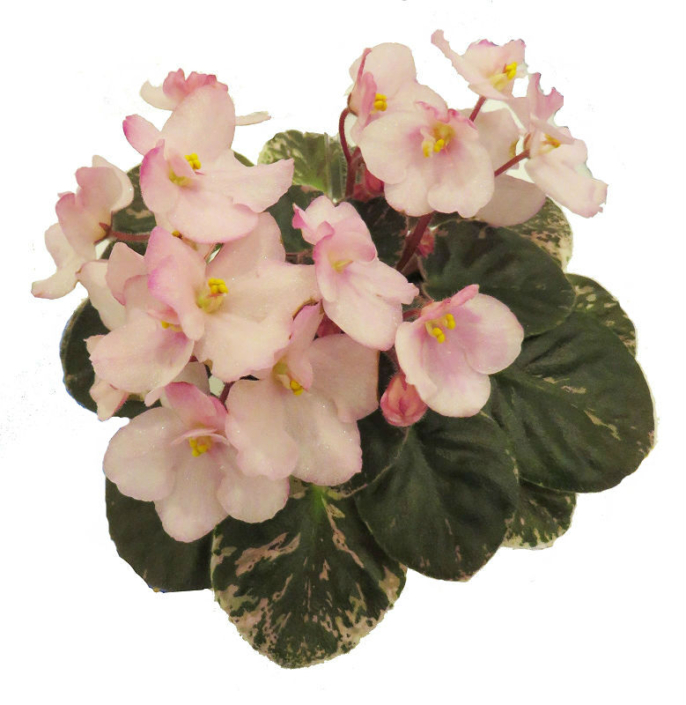 Shirl&#039;s Peachy Pink