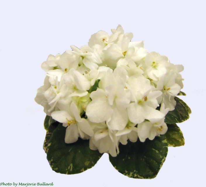 Shirl&#039;s Snow Cone 10/14/2005 (S. Sanders) Semidouble-double white pansy/pink blush. Variegated medium green and white, heart-shaped, glossy. Semiminiature