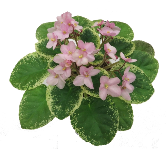 Shirl&#039;s Surely Pink