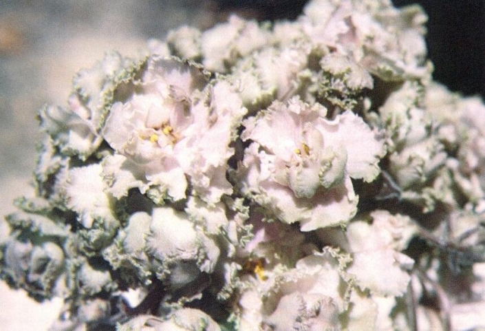 Shogun 05/09/1981 (A. Hummer) Double blush pink/green frilled edge. Ruffled. Standard
