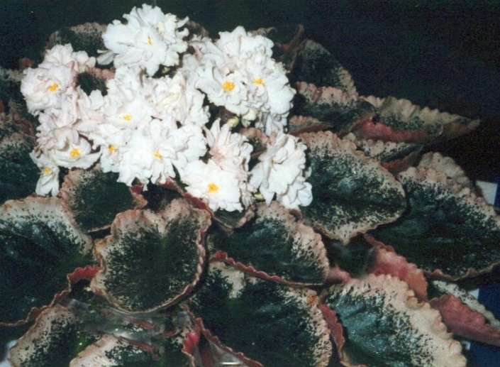 Siberian Moon 03/09/1996 (E. Wasche) Double white ruffled pansy. Mosaic variegated green and white, pointed, wavy. Standard