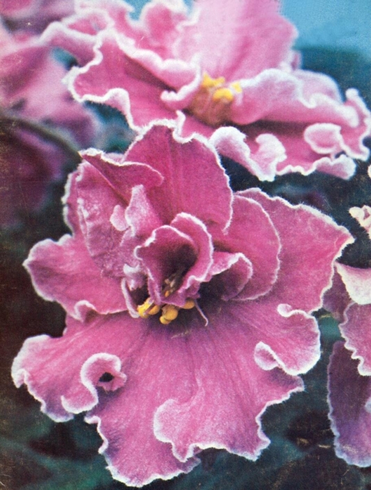 Sierra Rose 04/29/1981 (S. Haven) Double white and blush. Plain, ovate. Semiminiature