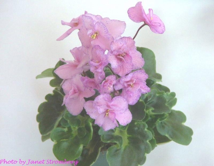 Silly Girl (Lyon) Semidouble medium pink pansy/red sparkle edge. Light green, girl foliage. Miniature