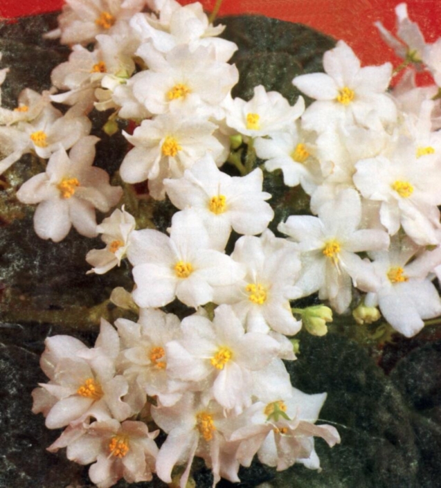 Silver 07/28/1982 (R. Nadeau) Semidouble white star/variable pink or red spots. Plain, quilted. Standard