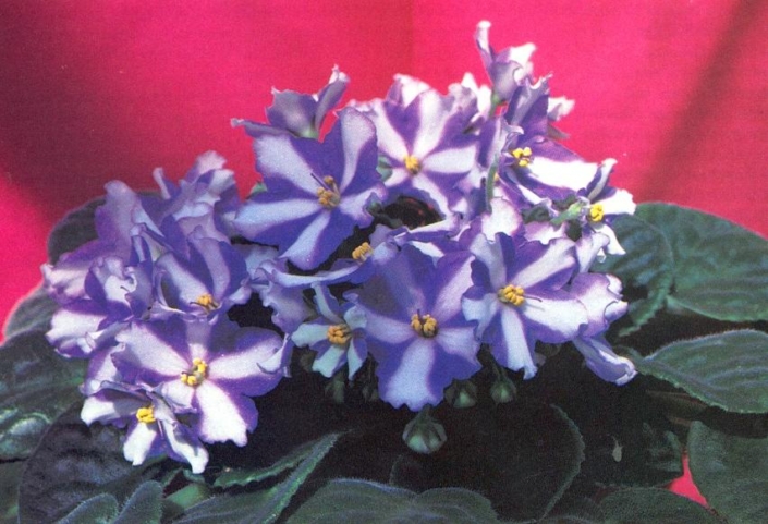 Silver Summit 08/09/1982 (Eyerdom) Single chimera white star/blue fluted edge. Plain, quilted. Standard