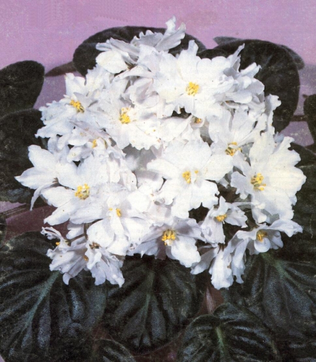 Silver Wings 06/17/1985 (S. Sorano) Double white star. Dark green, plain/red back. Large
