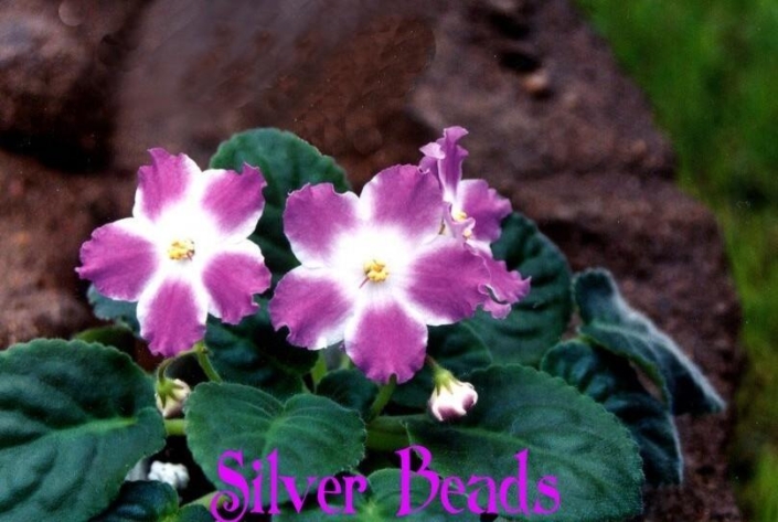 Silverglade Beads 03/07/2001 (S. Harrison) Single white star/orchid patches. Medium green, plain, quilted. Standard