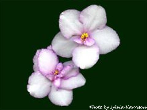 Silverglade Lilacs