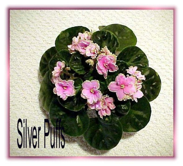 Silverglade Puffs 03/07/2001 (S. Harrison) Double medium pink, white and green frilled. Medium green, plain, pointed. Standard