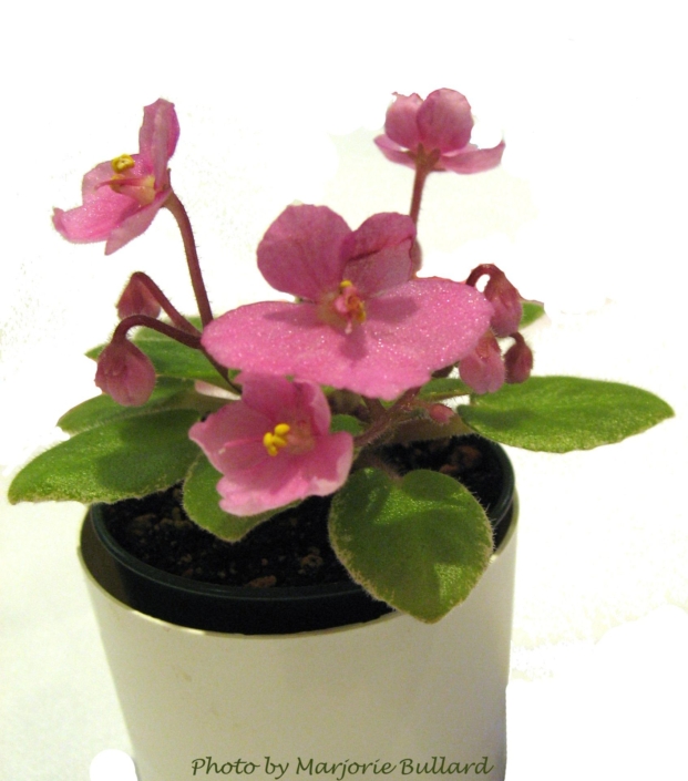 Snuggle Bear (L. Ray) Pink bell. Variegated. Miniature