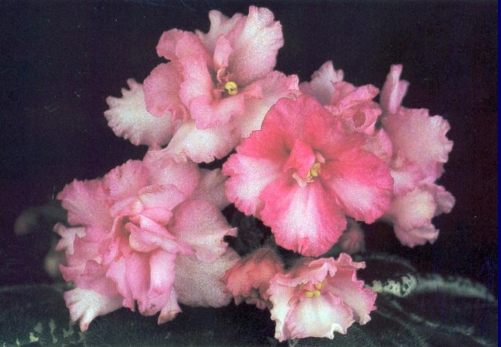 Snuggles Angel 10/21/1989 (S. Sorano) Semidouble white and dark pink ruffled pansy. Variegated medium green, wavy. Miniature