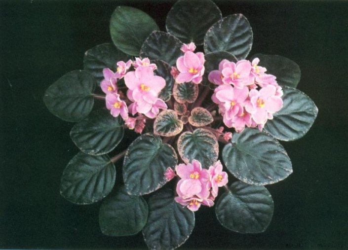 Snuggles Little Dreamer 10/21/1989 (S. Sorano) Double medium pink/white edge. Variegated medium green, pointed. Semiminiature