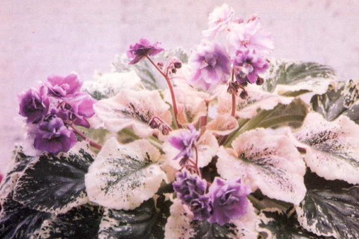 Soft Touch (S. Whitaker) Double white and lavender. Variegated, quilted. Standard