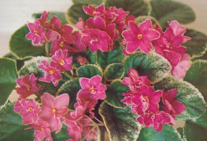 Somethin&#039; Southern 09/16/1983 (B. Sisk) Double rose-red/white edge. Variegated, pointed. Large
