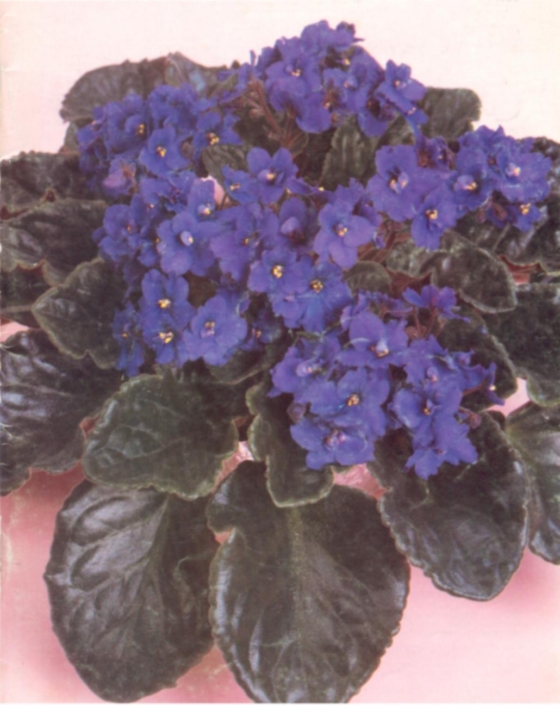 Something Special 07/18/1979 (R. Nadeau) Semidouble dark blue-purple. Plain. Large
