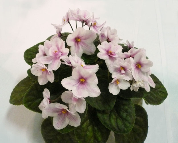 Sora Kaleidoscope 01/21/2006 (B. Werness) Semidouble chimera white pansy/purple-fantasied pink stripe. Medium green, plain. Standard