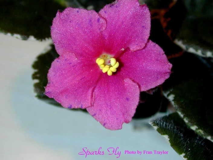 Sparks Fly (S. Sorano) Single-semidouble dark coral ruffled star/purple fantasy. Variegated green and white. Standard
