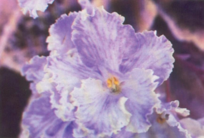 Special Attraction (Wilson) Single-semidouble white frilled pansy/light blue veins, variable green tips. Variegated dark green and rose, serrated. Standard