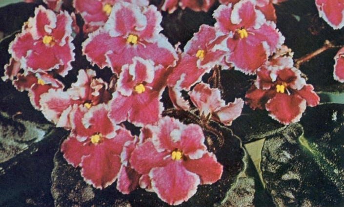 Spitfire (Baker) Cerise-pink frilled/fuchsia rays. Large