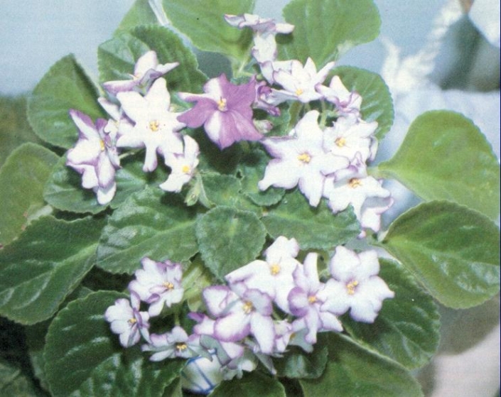Spring Fling 11/24/1978 (R. Nadeau) Semidouble white/wide blue edge, variable solid blue. Plain. Standard