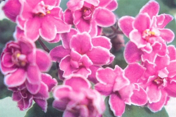 Spring Meadow (Eyerdom) Double pink/darker band, white edge. Light green. Standard
