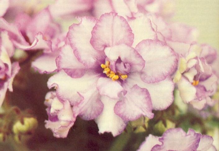 Star Chip 10/30/1979 (L. Lyon) Double white star/blue center. Plain. Semiminiature