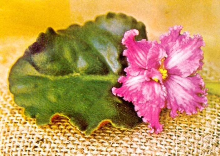 Star Fire 11/30/1970 (E. Kolb) Semidouble light pink/white rays, darker pink edge. Ruffled. Standard