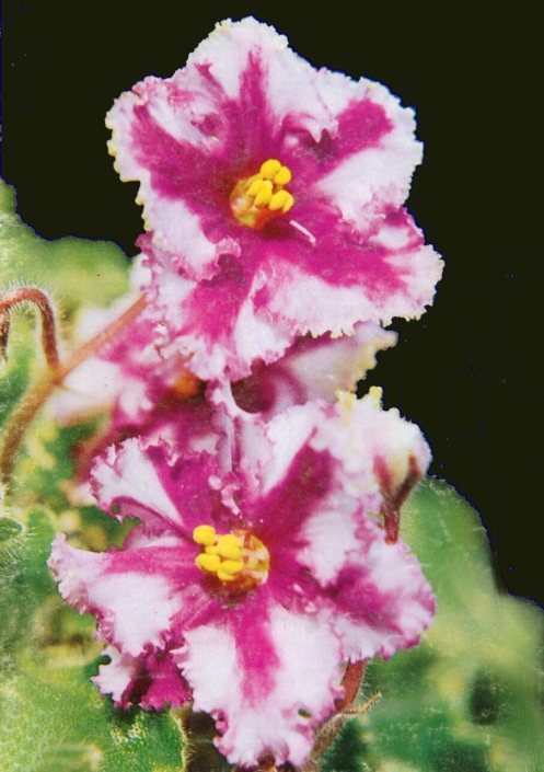 Star of India (I. Fredette) Semidouble red and white ruffled. Variegated, ruffled. Standard