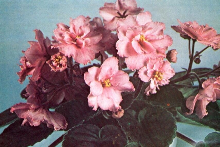 Stepping Out 07/16/1977 (L. Lyon) Double rose-pink frilled. Quilted. Standard