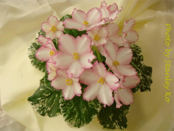 Strawberry Spinner 01/27/2010 (P. Sorano/Lyndon Lyon Greenhouses) Single chimera pink frilled sticktite star/white stripe, thin raspberry edge. Variegated medium green and ivory, ovate, quilted. Standard