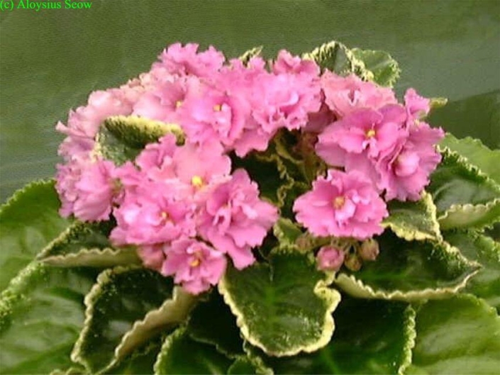 Strawberry Sundae 04/12/2001 (G.T. Smith) Semidouble hot pink frilled pansy/darker eye. Variegated light to dark green and cream, plain, scalloped. Standard