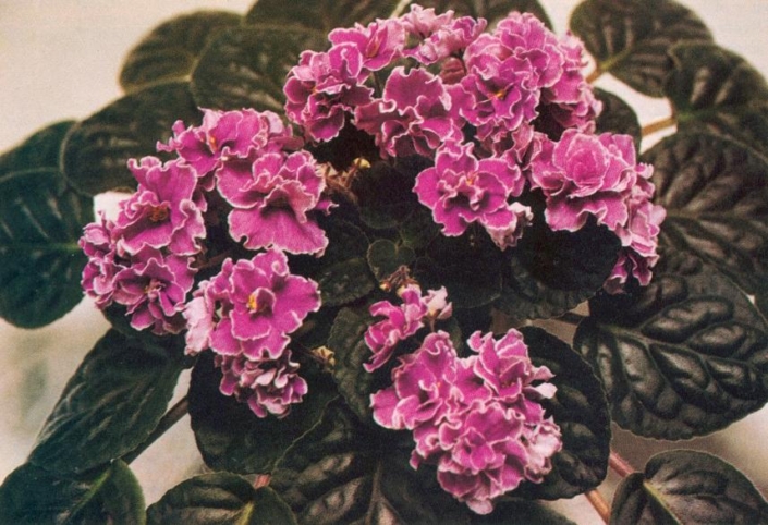 Strawberry Topping 02/09/1983 (J. Swift) Double fuchsia-red/white edge. Dark green, plain. Standard