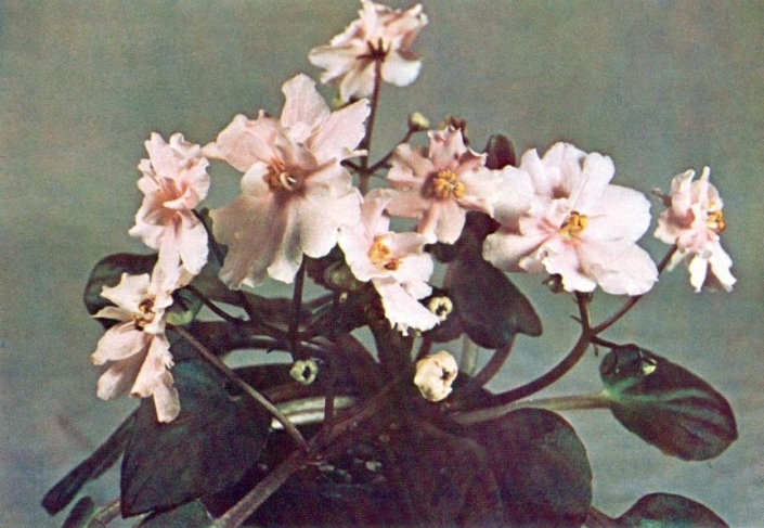 Sugar Bear Pink 09/05/1989 (D. Ness) Semidouble light pink pansy. Medium green, heart-shaped, quilted/red back. Semiminiature