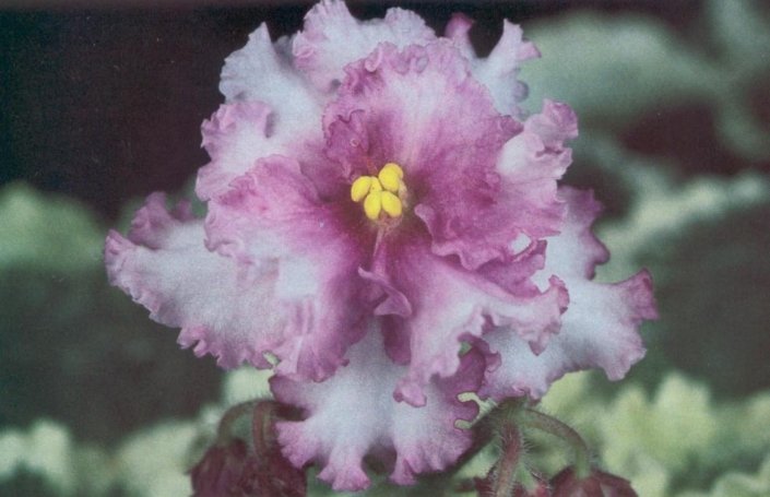 Sugar Daddy (Baker) Dark red and white. Variegated. Semiminiature