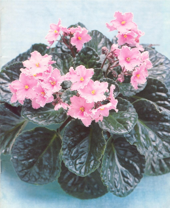 Summer Butterfly 04/26/1978 (S. Leary) Semidouble pink star/white edge. Plain, pointed, quilted. Large