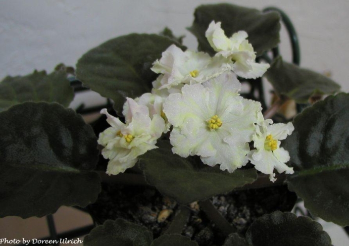 Summer Carnival (P. Sorano) Semidouble white, pink and yellow ruffled/yellow eye, blue fantasy. Dark green. Standard
