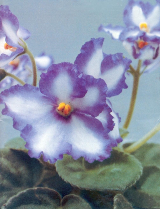 Summer Lightning 08/27/1982 (L. Lyon) Double white/blue ruffled edge. Plain. Standard