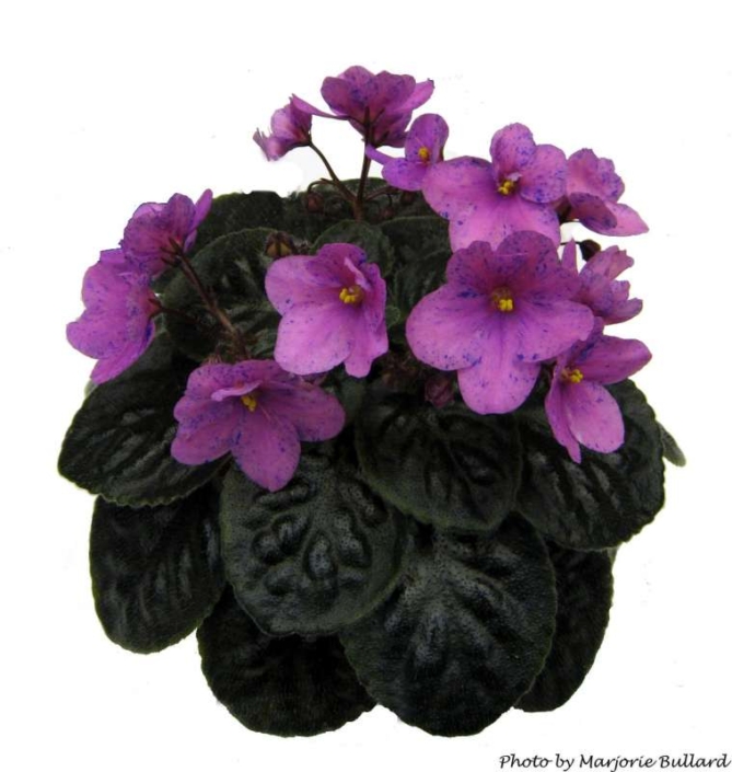 Suncoast Paisley Print 11/04/1989 (S. Williams) Semidouble dark pink pansy/purple fantasy. Dark green, plain. Standard