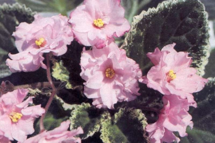 Suncoast Reverie 08/13/1984 (S. Williams) Double pink. Variegated green, white and yellow, plain. Large