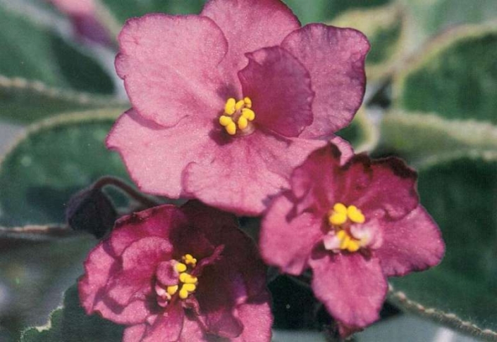 Suncoast Royale 08/13/1984 (S. Williams) Double red. Variegated bright green and cream, plain. Large