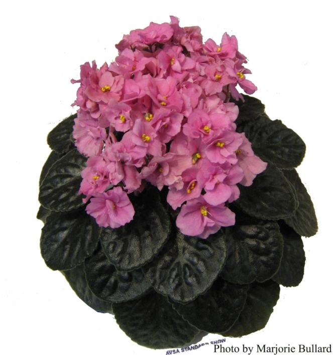 Sunday Morning 07/23/1982 (C. Reed) Double dark pink/cerise frilled edge. Quilted. Large