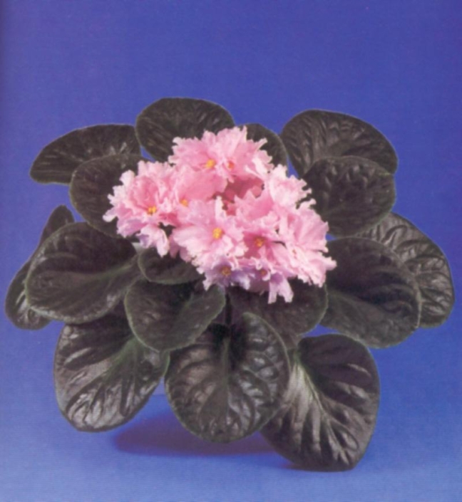 Super Duper 10/08/1993 (S. Sorano) Double pink large star. Medium green, plain, ovate. Large