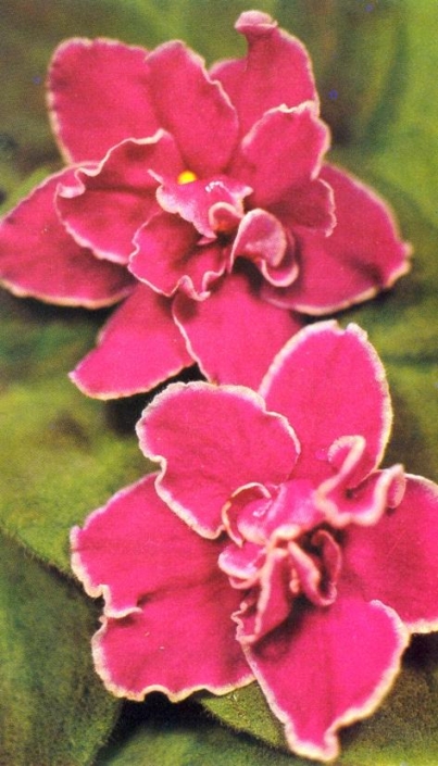 Super Star 01/28/1980 (F. Tinari) Double fuchsia star/white edge. Pointed, quilted. Standard