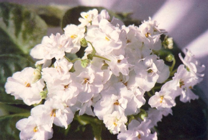 Susan&#039;s Ice Princess 05/14/1982 (S. Whitaker) Double white. Plain, quilted. Large