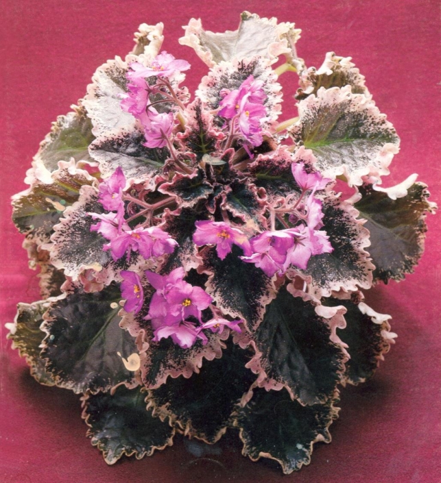 Swamp Fever 09/15/1980 (B. Sisk) Semidouble lavender/purple tips. Variegated, ruffled. Large