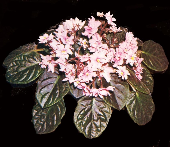 Sweet Buttercup (J. Swift) Semidouble dark pink star. Plain. Standard
